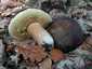 Bronzos vargánya (Boletus aereus), Őrség